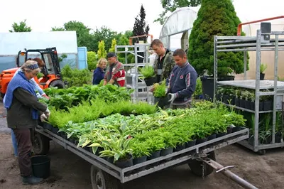 Gospodarstwo Ogrodniczo - Rolne Agnieszka i Piotr Dębscy